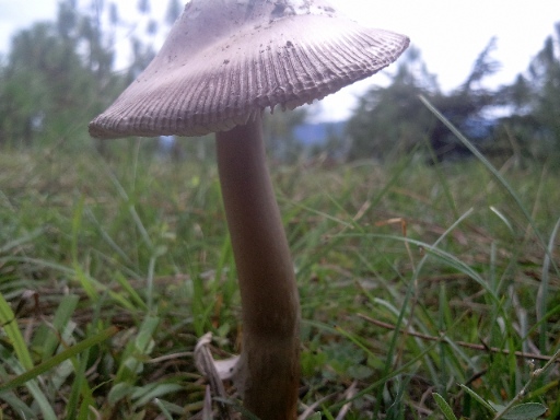 Mushroom at Chindi